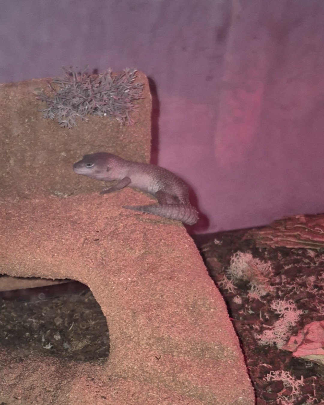 crystal the blizzard lepord gecko. Lizard, Reptile
