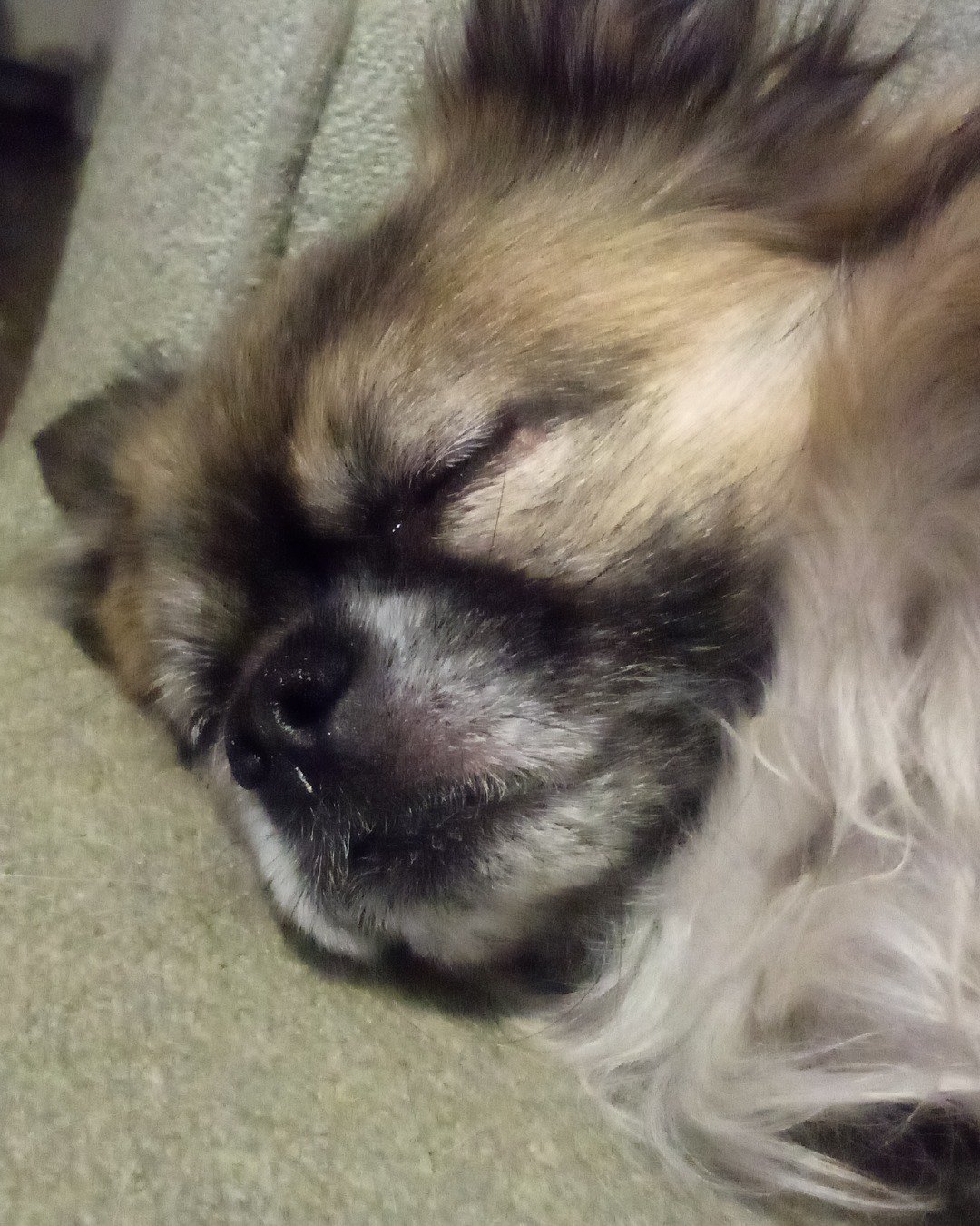 Rocko the Long Haired Chihuahua. Dog, Puppy