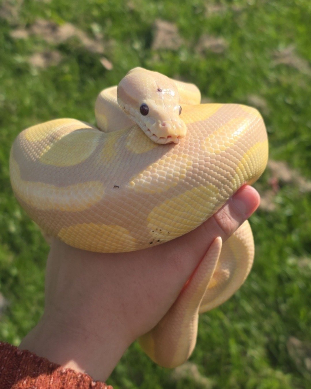 Gouda the Ball Python. Reptile, Snake