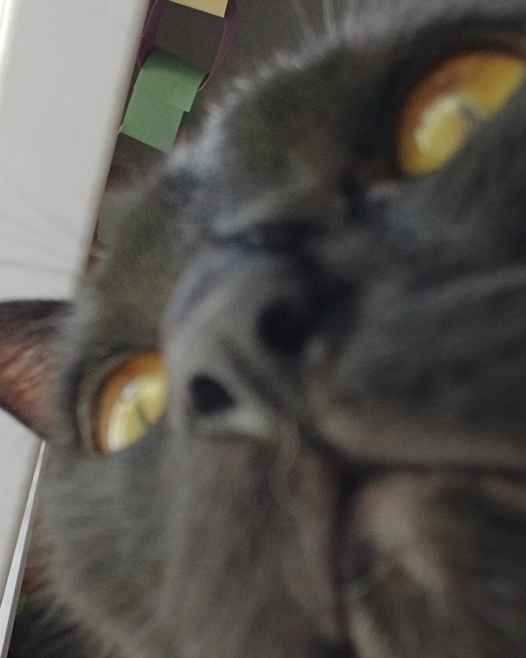 Spookly the Ghost Tabby. Cat, Black Cat, Dog