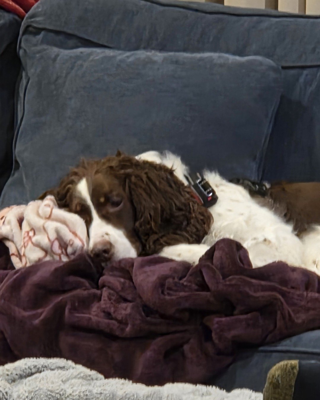 Sparky the English Springer Spaniel. Blanket, Couch, Furniture, Dog