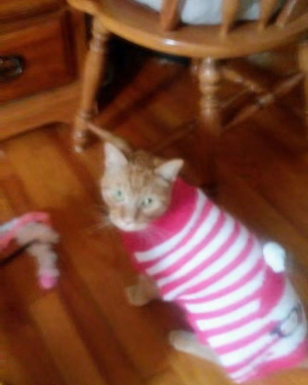 Tiger the tabby. Cat, Kitten, Plant, Potted Plant, Furniture