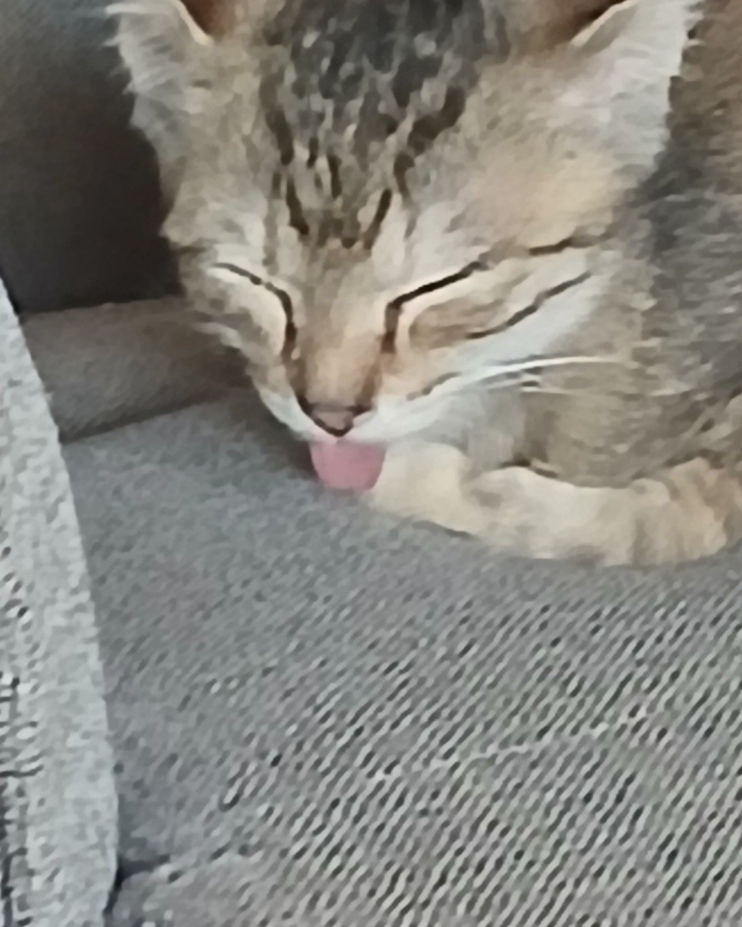 willow the tabby. Body Part, Mouth, Person, Tongue, Cat