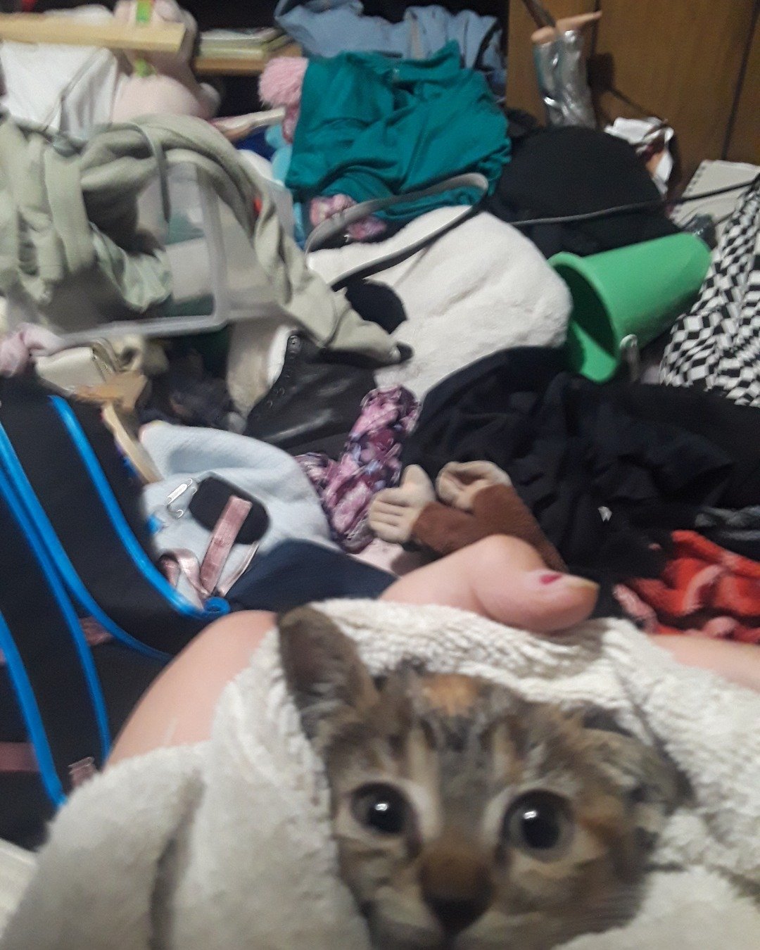 kitty the calico tabby. Person, Couch, Furniture, Blanket, Cat, Kitten
