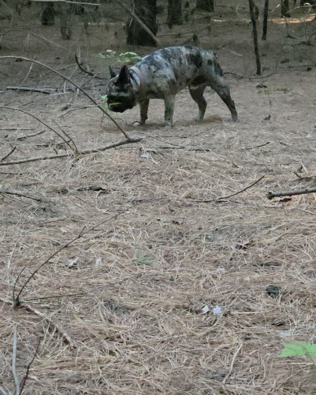 Porkchop the frenchton. Pig, Boar, Hog, Soil, Dog