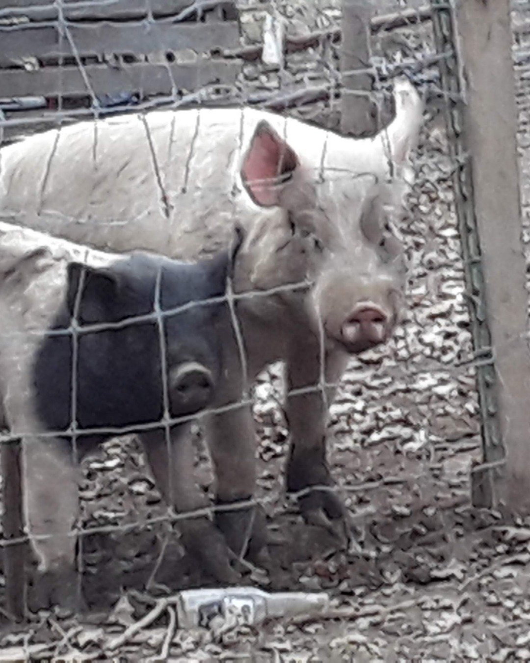 all my floofs. Pig, Hog, Boar