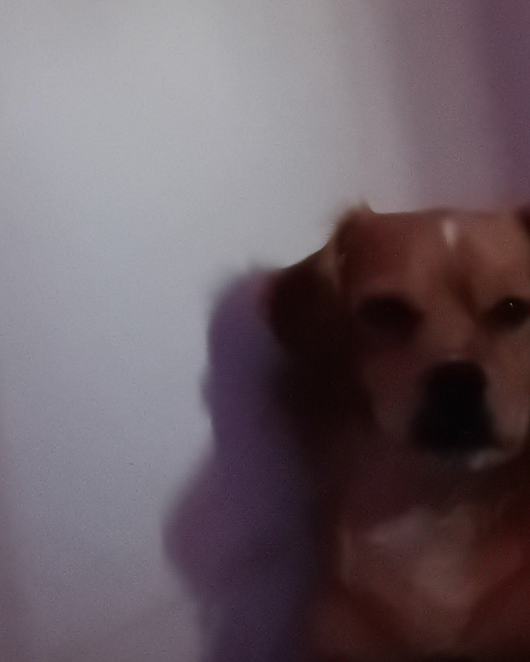 Yuri the PugZu. Dog, Puppy, Person, Hound