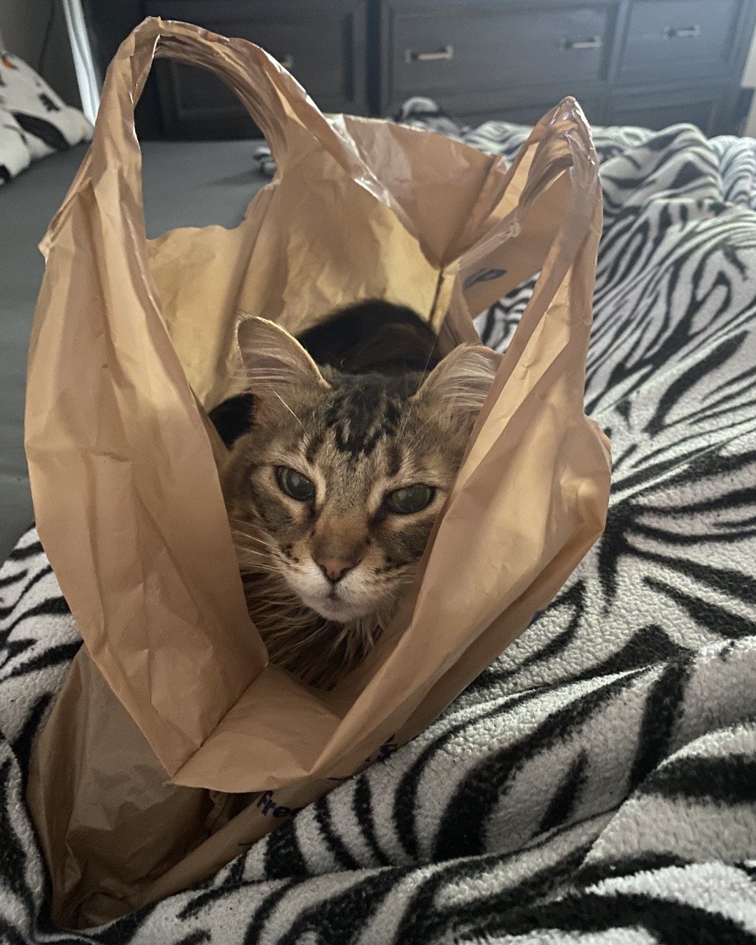 Hot Tamale/Mollie the Norwegian Forest Cat. Bag, Cat