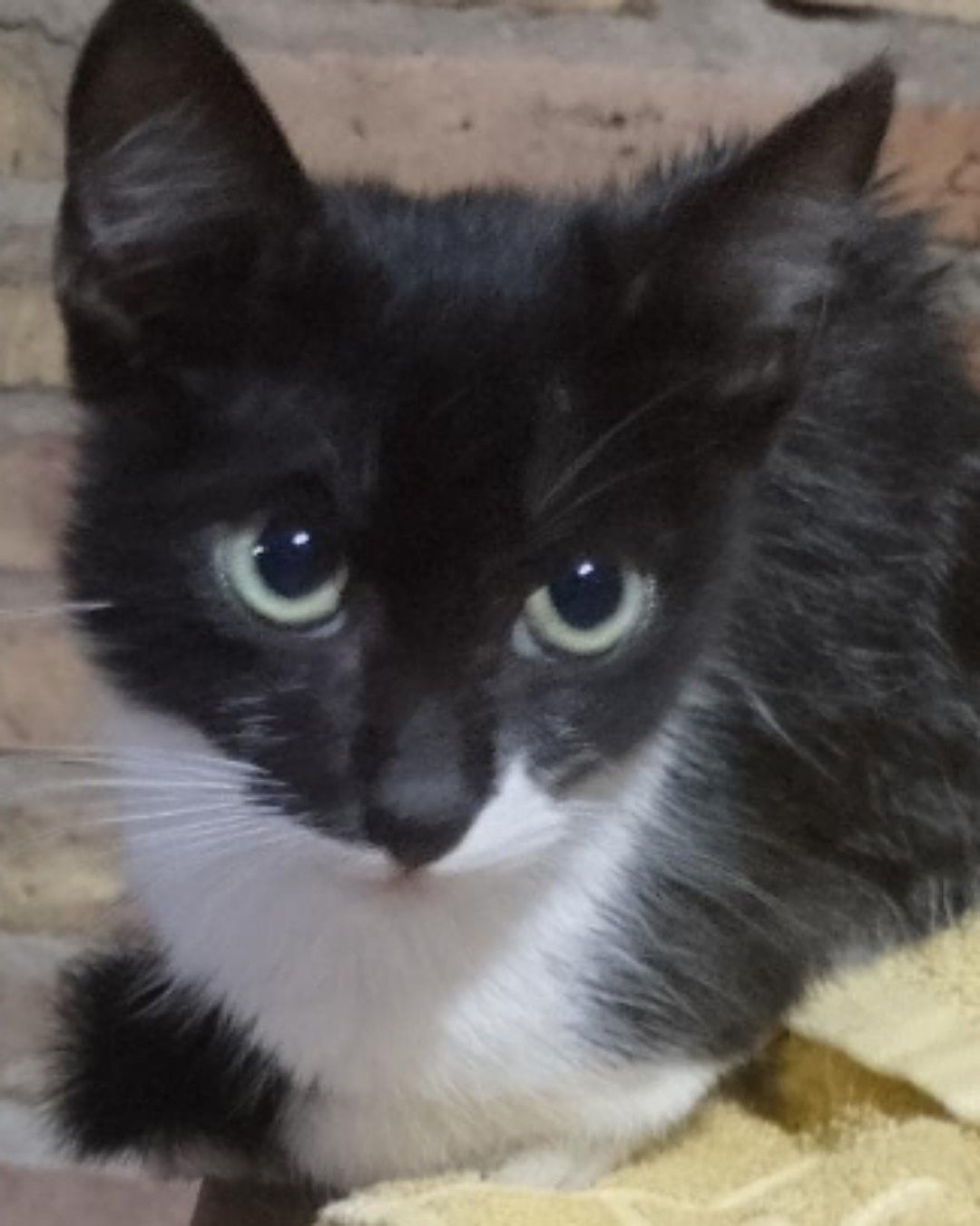 Silvestre. Cat, Kitten