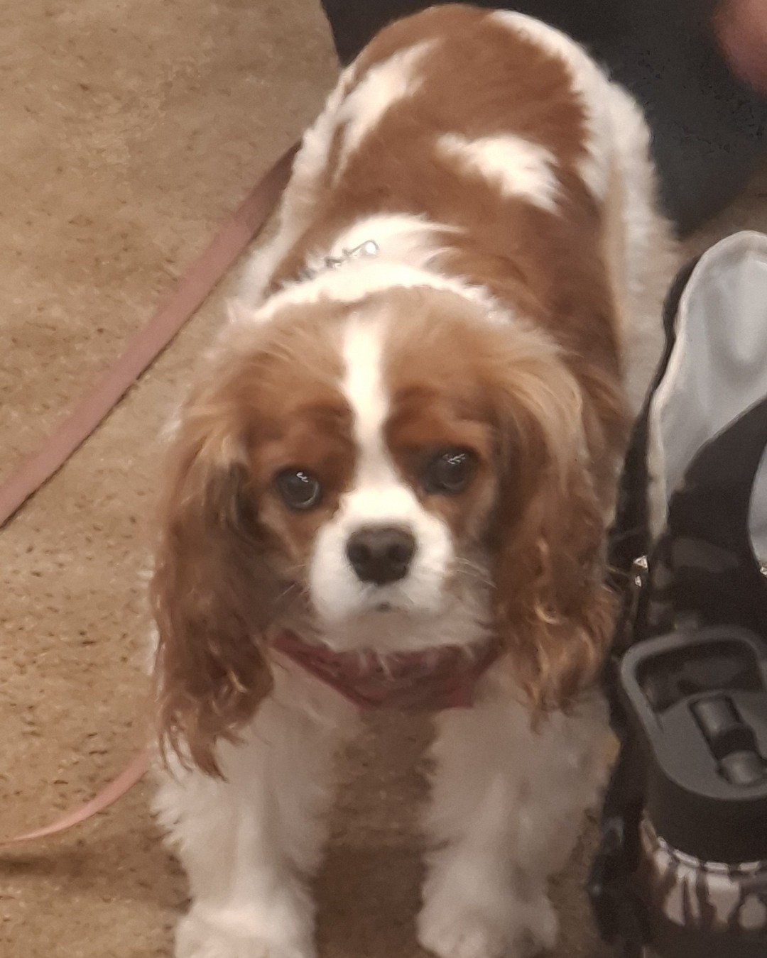 Arya the Cavalier King Charles Spaniel. Dog, Puppy, Cocker Spaniel
