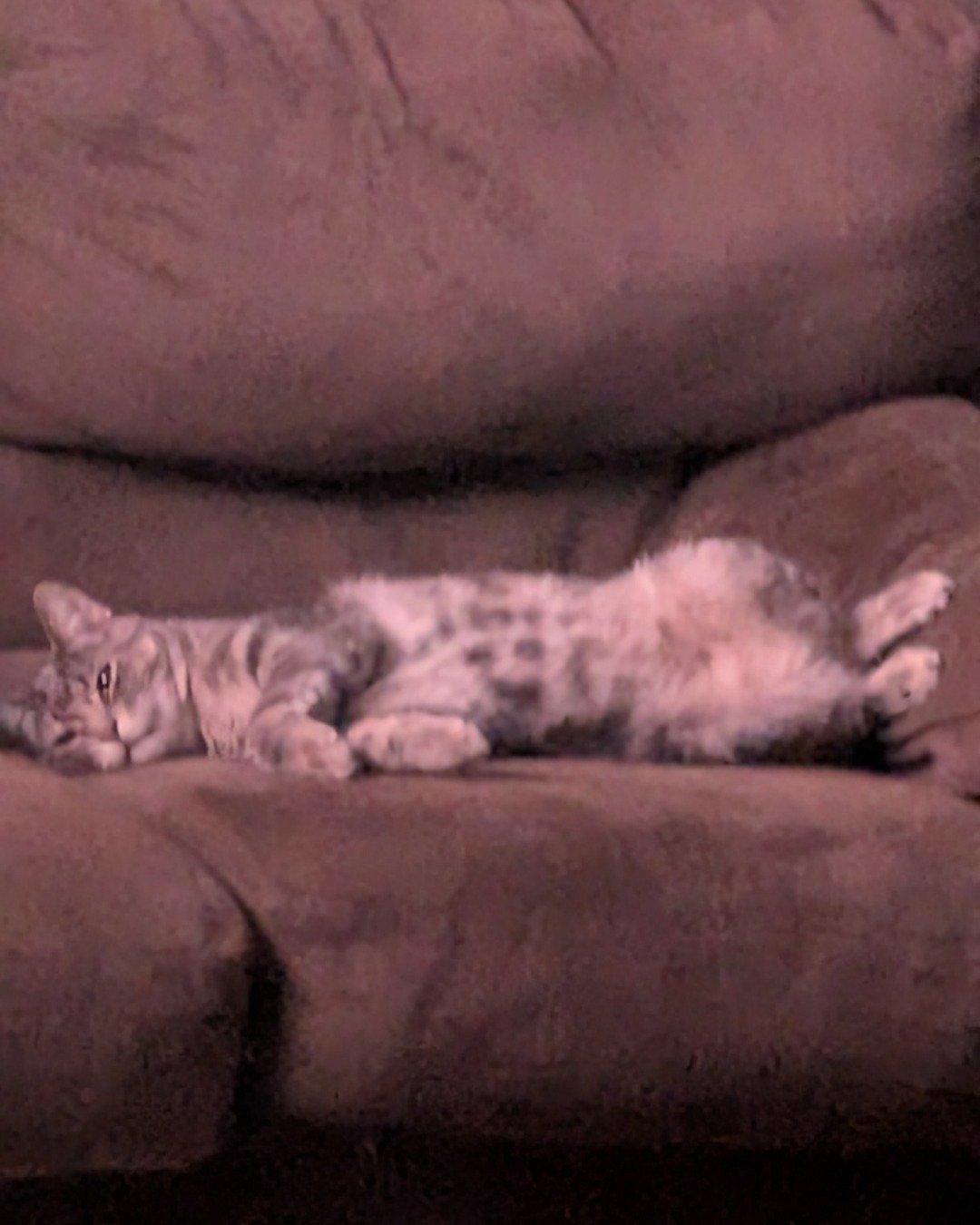 Max. Couch, Furniture, Cat, Chair, Kitten