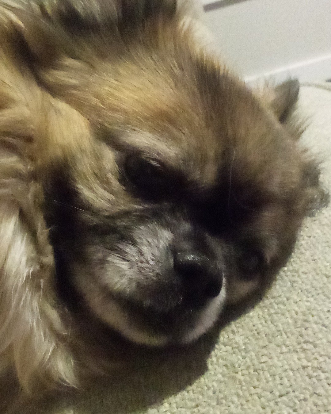 Rocko the Long Haired Chihuahua. Dog, Puppy
