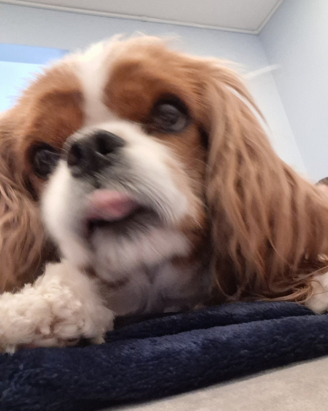 Arya the Cavalier King Charles Spaniel. Dog, Puppy, Cocker Spaniel