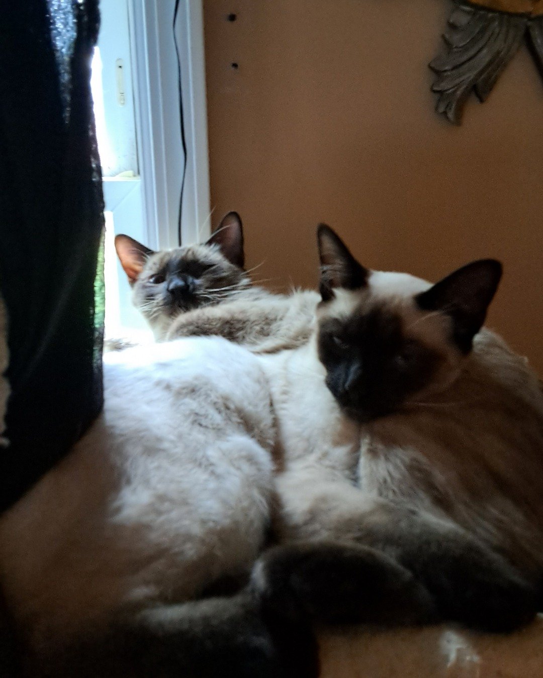 Twin love ❤ (Stella and Luna) the Siamese. Cat, Siamese