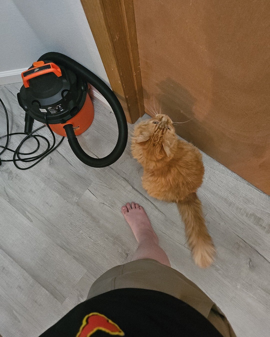 Smudge ( Orange ) And Marshmallow ( White ). Indoors, Interior Design, Floor, Wood, Person, Flooring