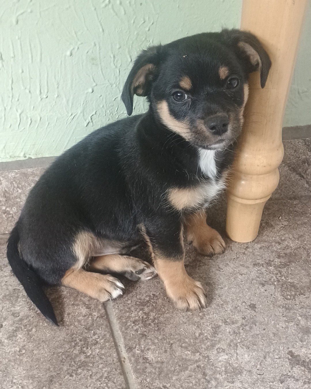 fluffy guy the weiner mix. Dog, Puppy, Hound