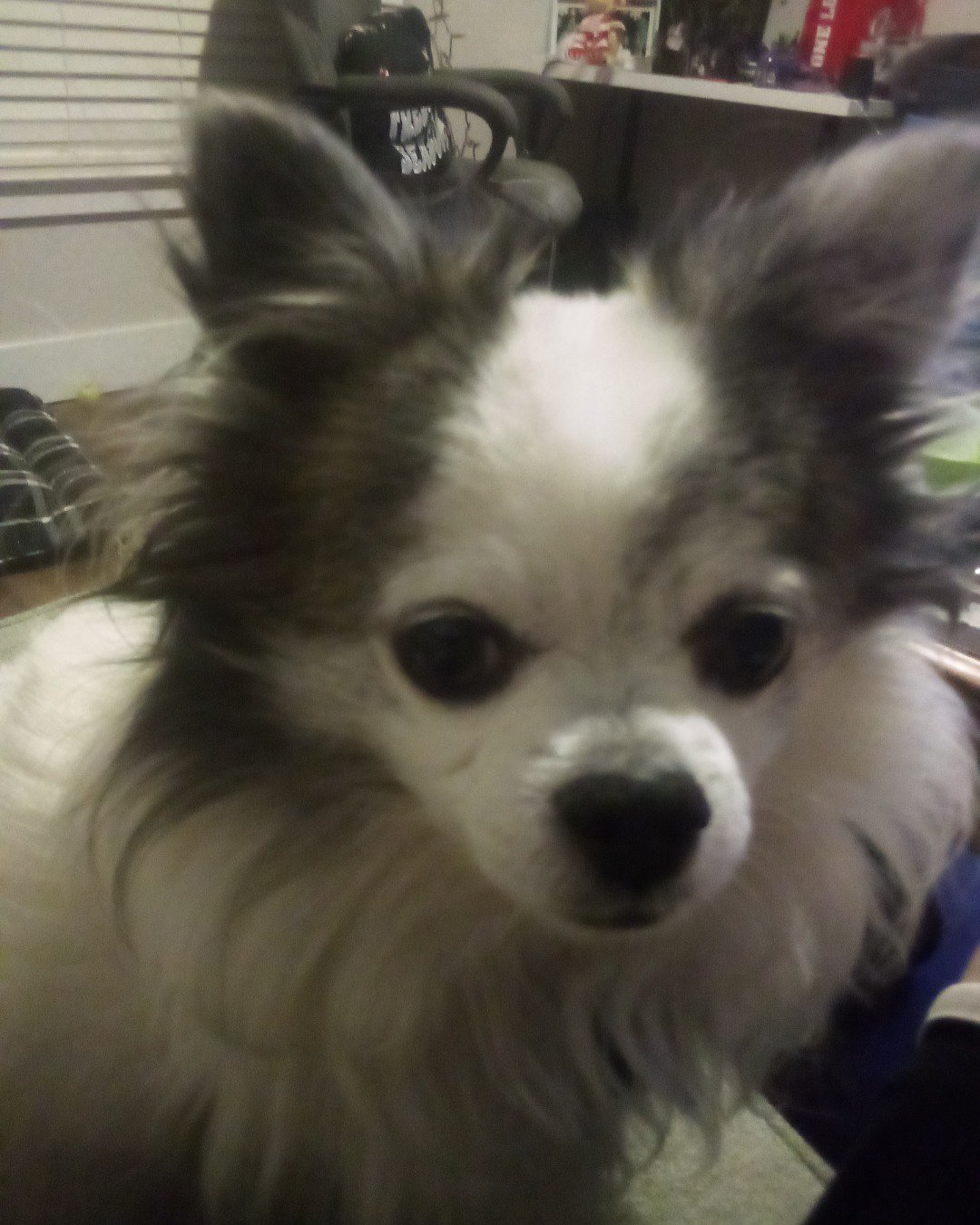 Patches the Long Hair Chihuahua. Dog, Puppy, Eskimo Dog, Person