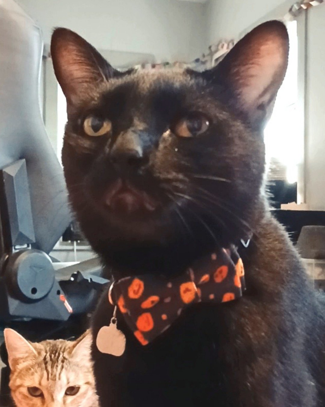 Spookly the Ghost Tabby. Cat, Accessories, Formal Wear, Tie
