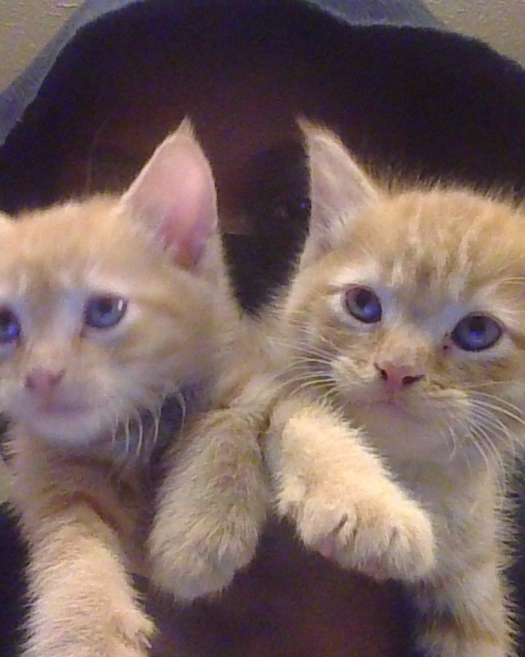Butter the Orange. Cat, Kitten