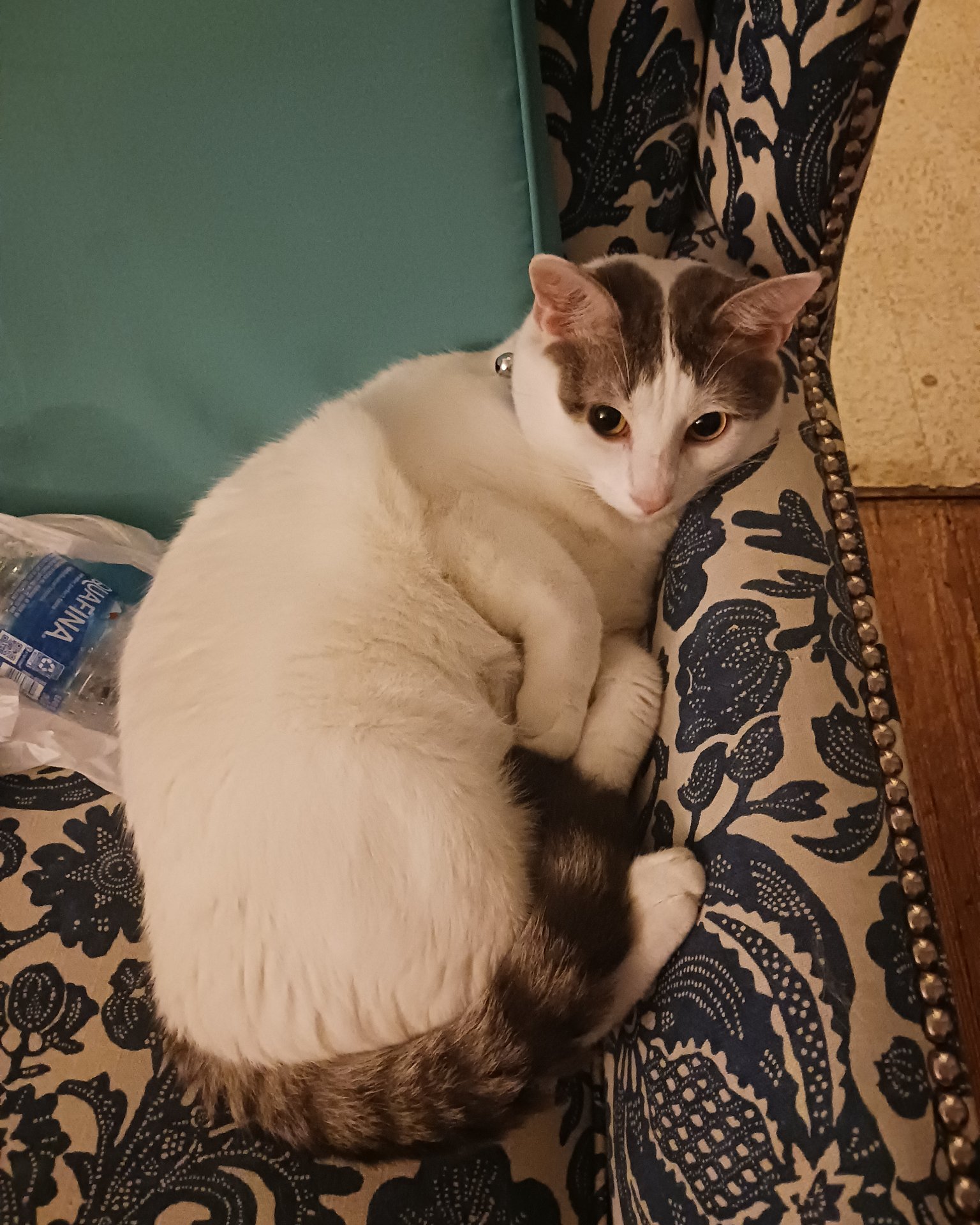 Little Dude the Unsure. Couch, Furniture, Cat, Kitten