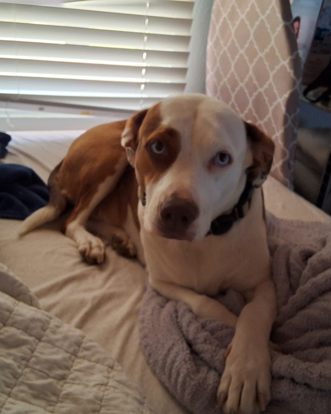 Daisy the Australian shepherd pit bull mix. Home Decor, Dog, Hound, Cushion, Puppy, Blanket
