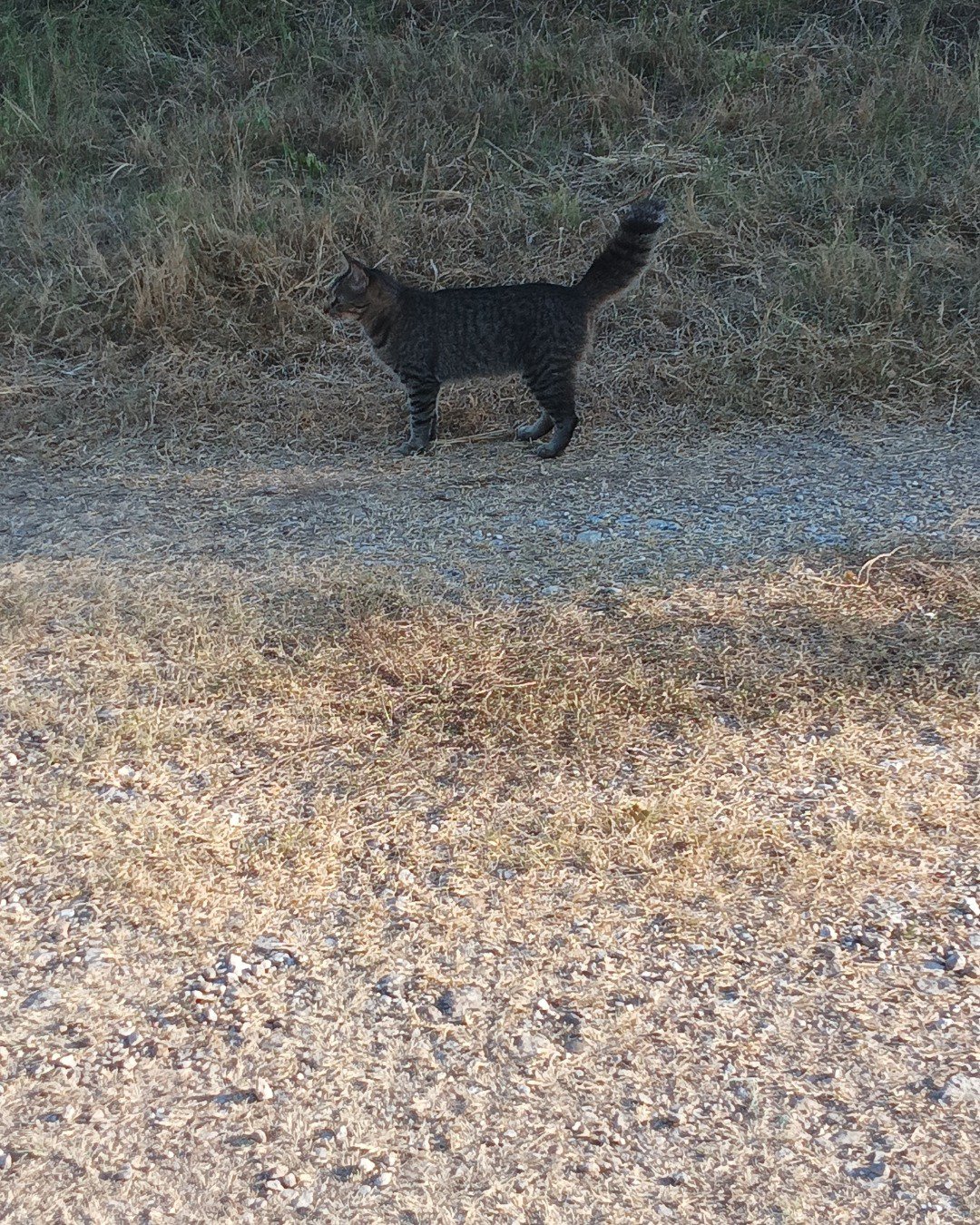 tiger. Soil, Grass, Plant, Cat, Road, Gravel