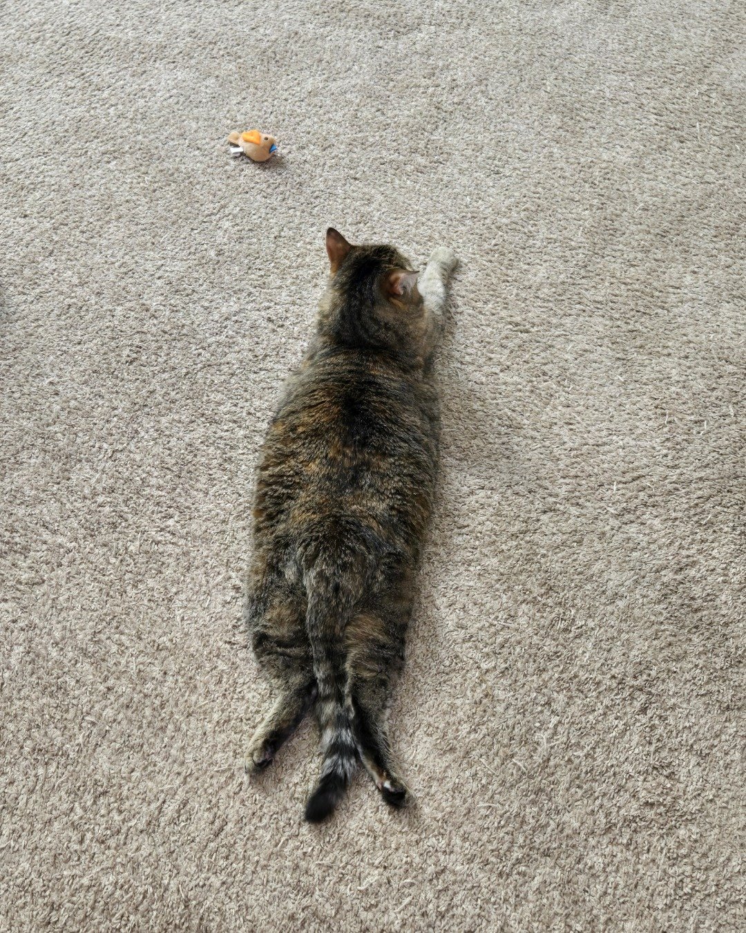Lucy the tabby. Cat, Manx, Floor, Flooring, Kitten