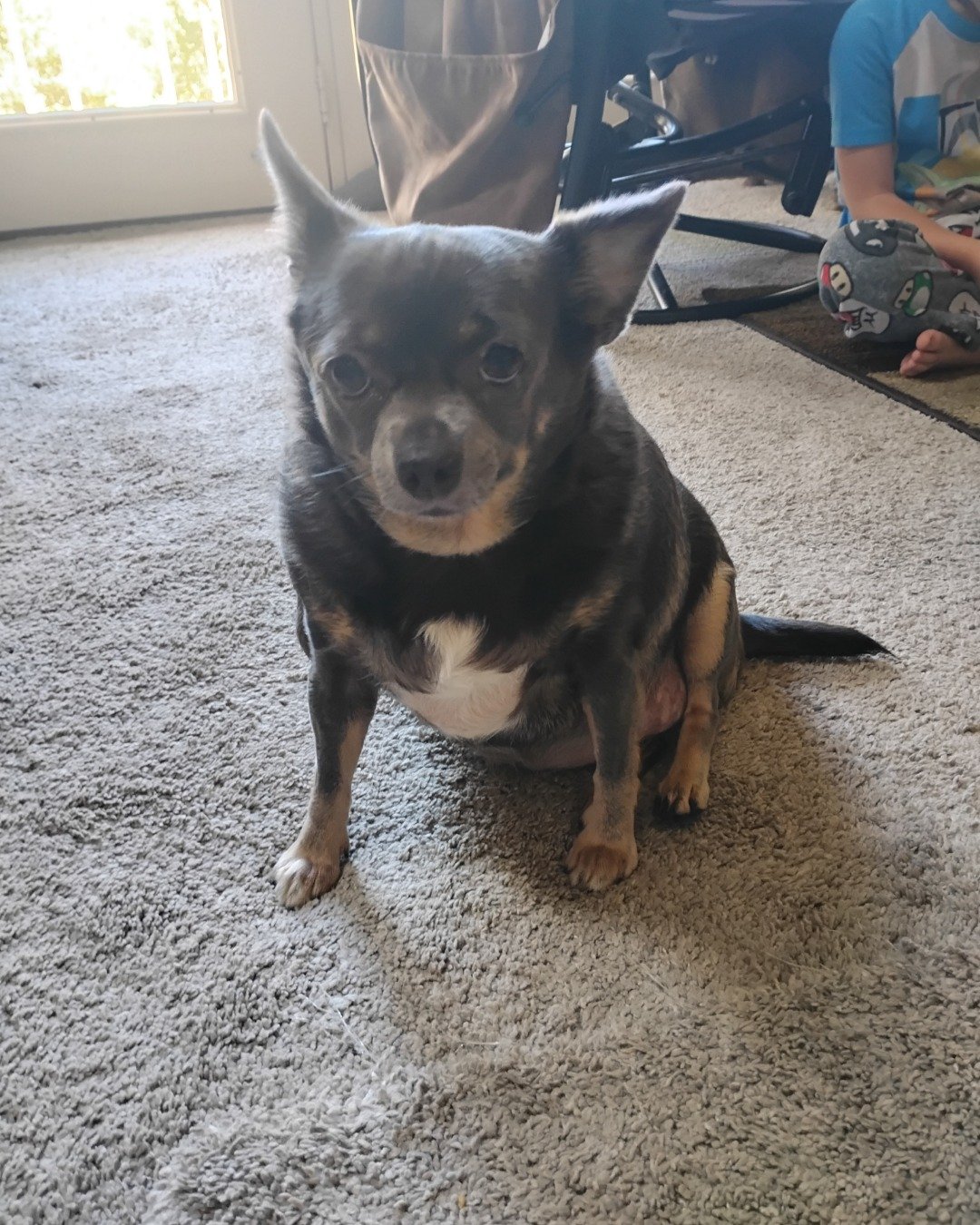 pebbles the Chihuahua. Clothing, Footwear, Shoe, Dog, Puppy, Floor