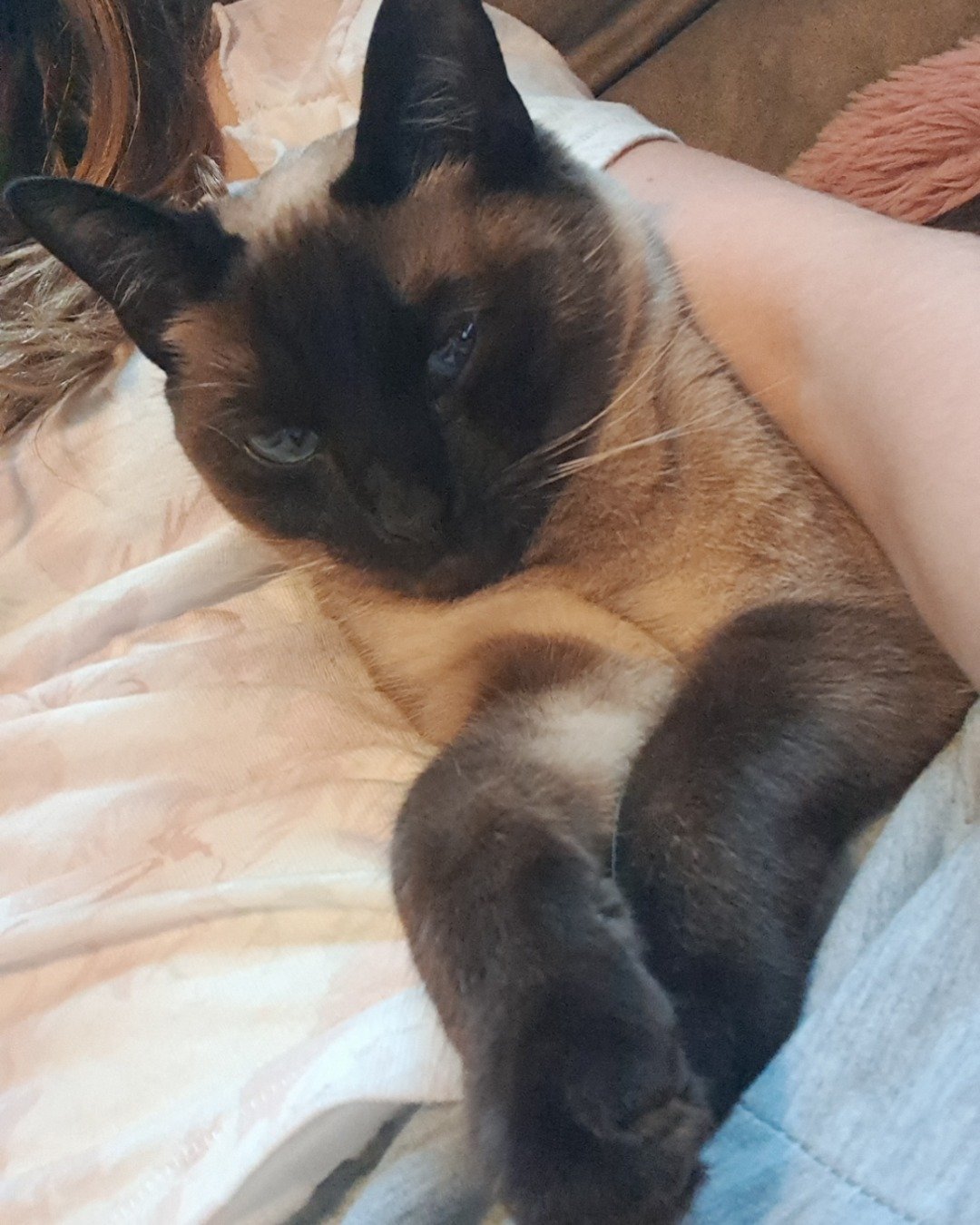 Luna🌙💫 (twin of Stella) the Siamese. Cat, Siamese