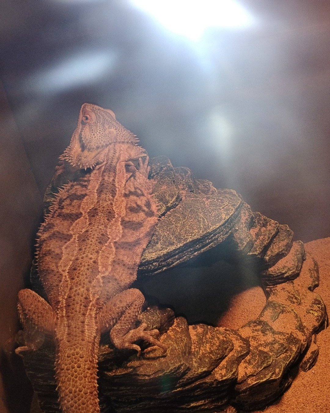 midnight. Lizard, Reptile, Lighting, Iguana, Gecko