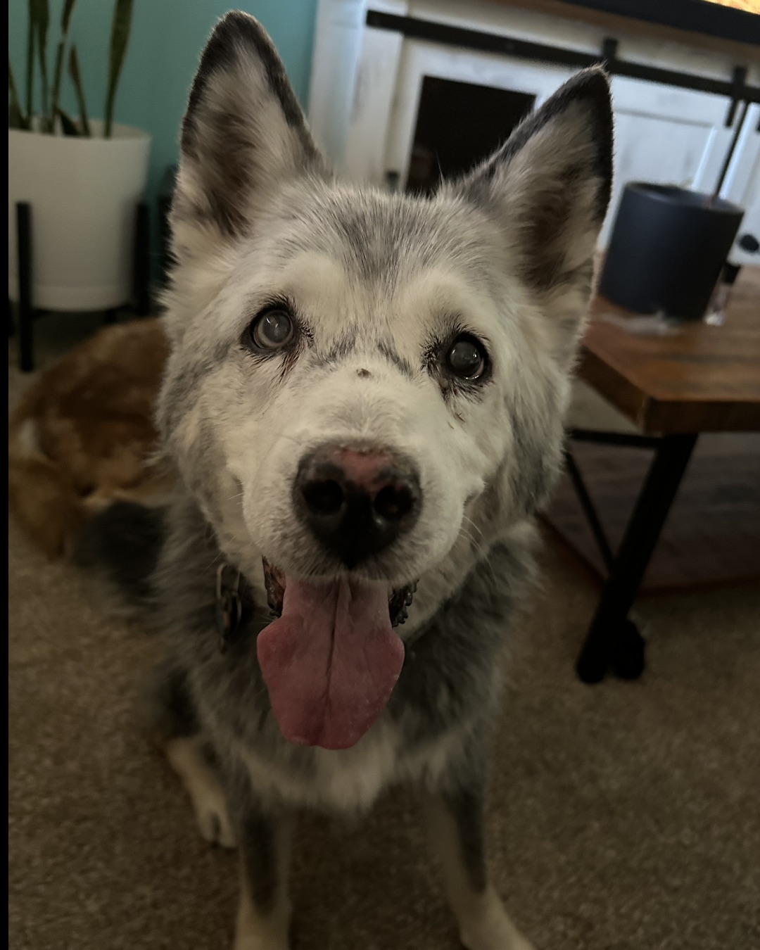 Loki the Siberian Husky