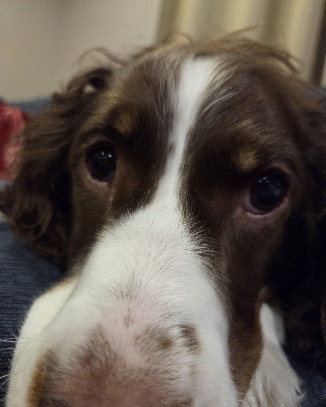 Sparky the English Springer Spaniel. Dog, Puppy