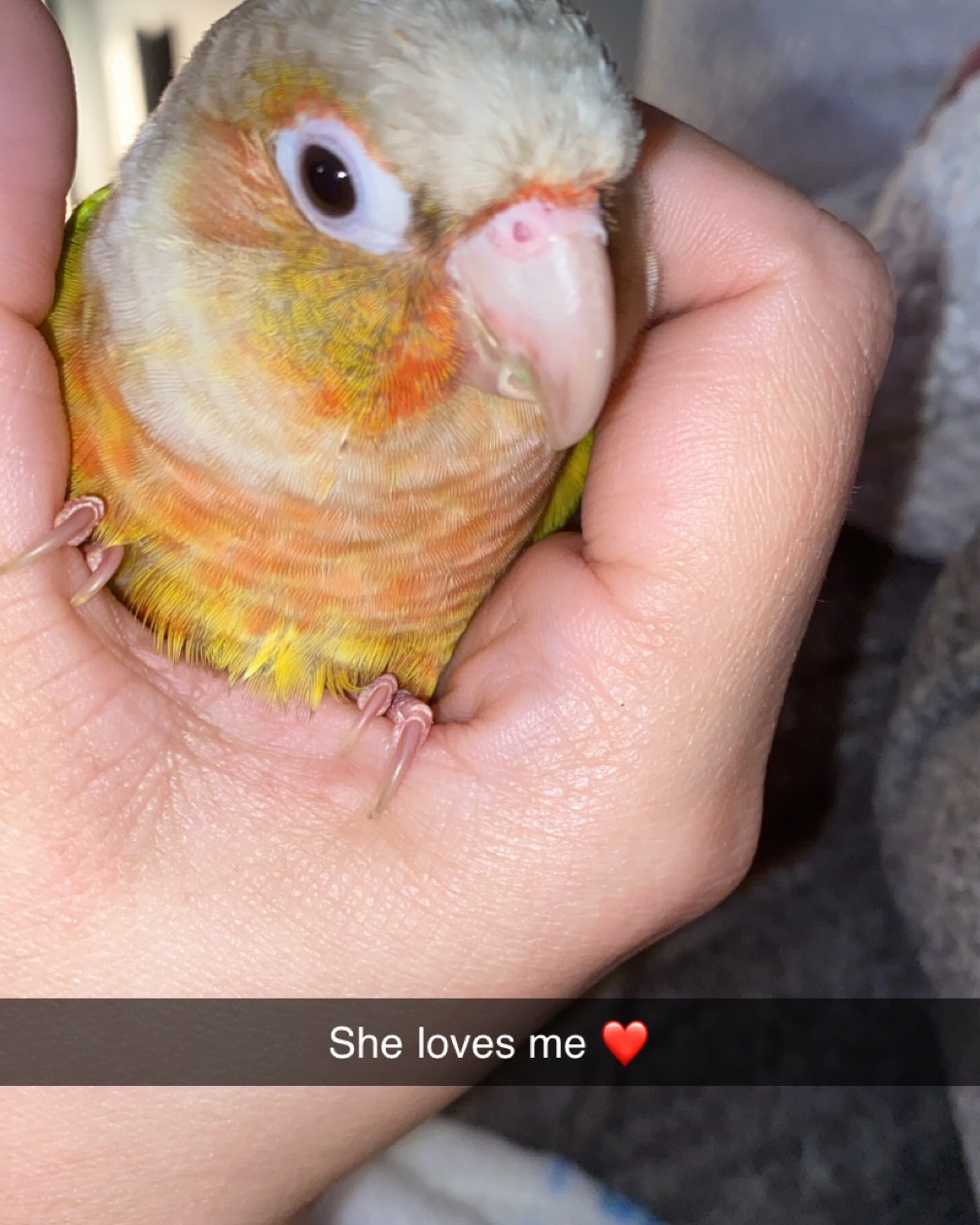 Pineapple the Green Cheek Conure. Bird, Parakeet, Parrot, Beak