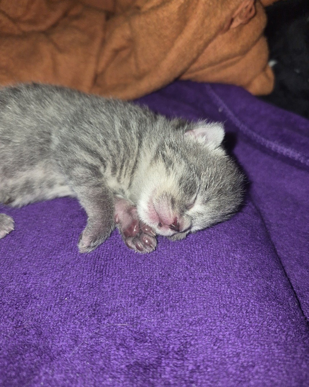 Ashe [and her babies] the Domestic Shorthair. Purple, Cat, Kitten, Person, Sleeping