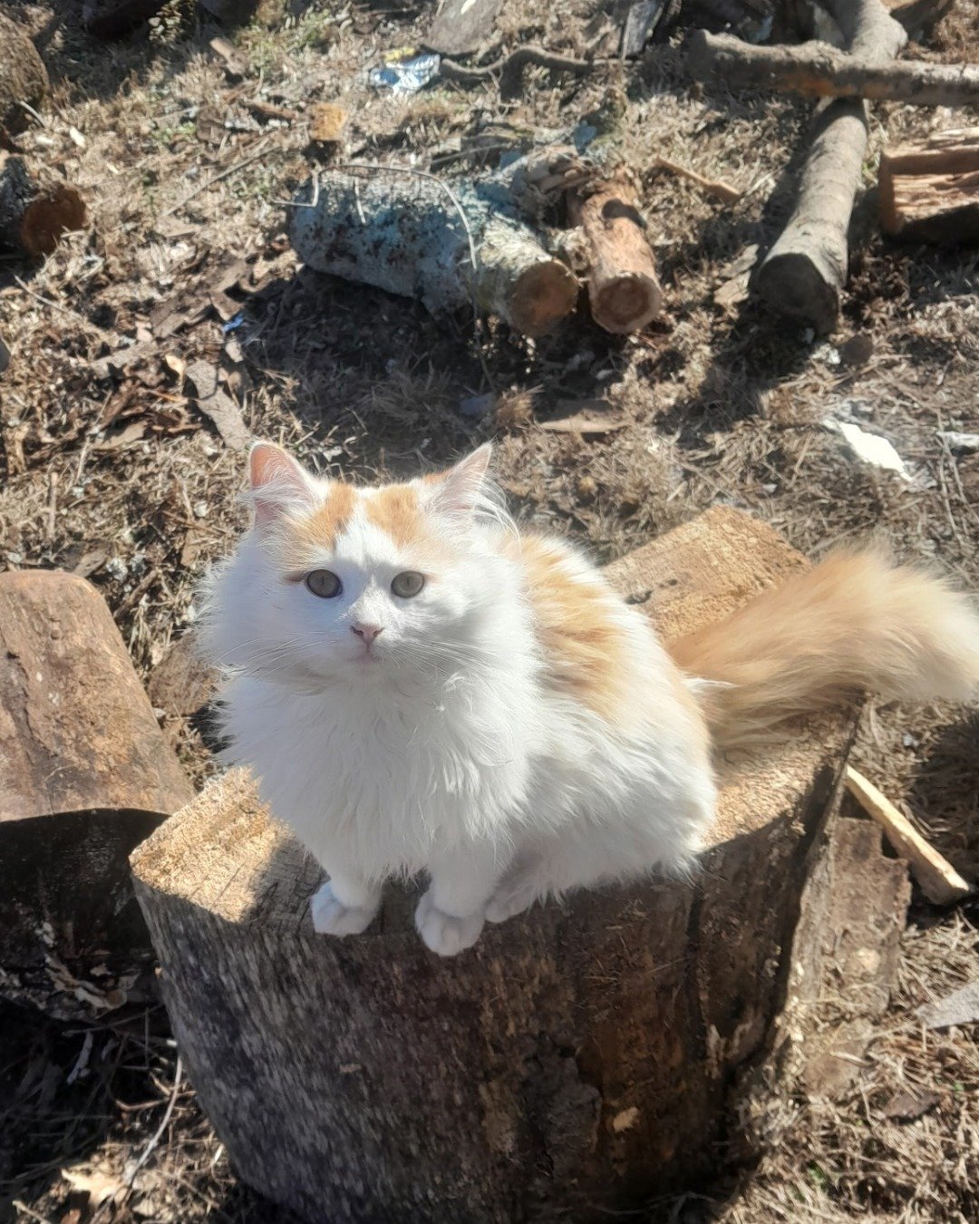 Carmel the idk. Plant, Tree, Wood, Rock, Soil, Tree Stump
