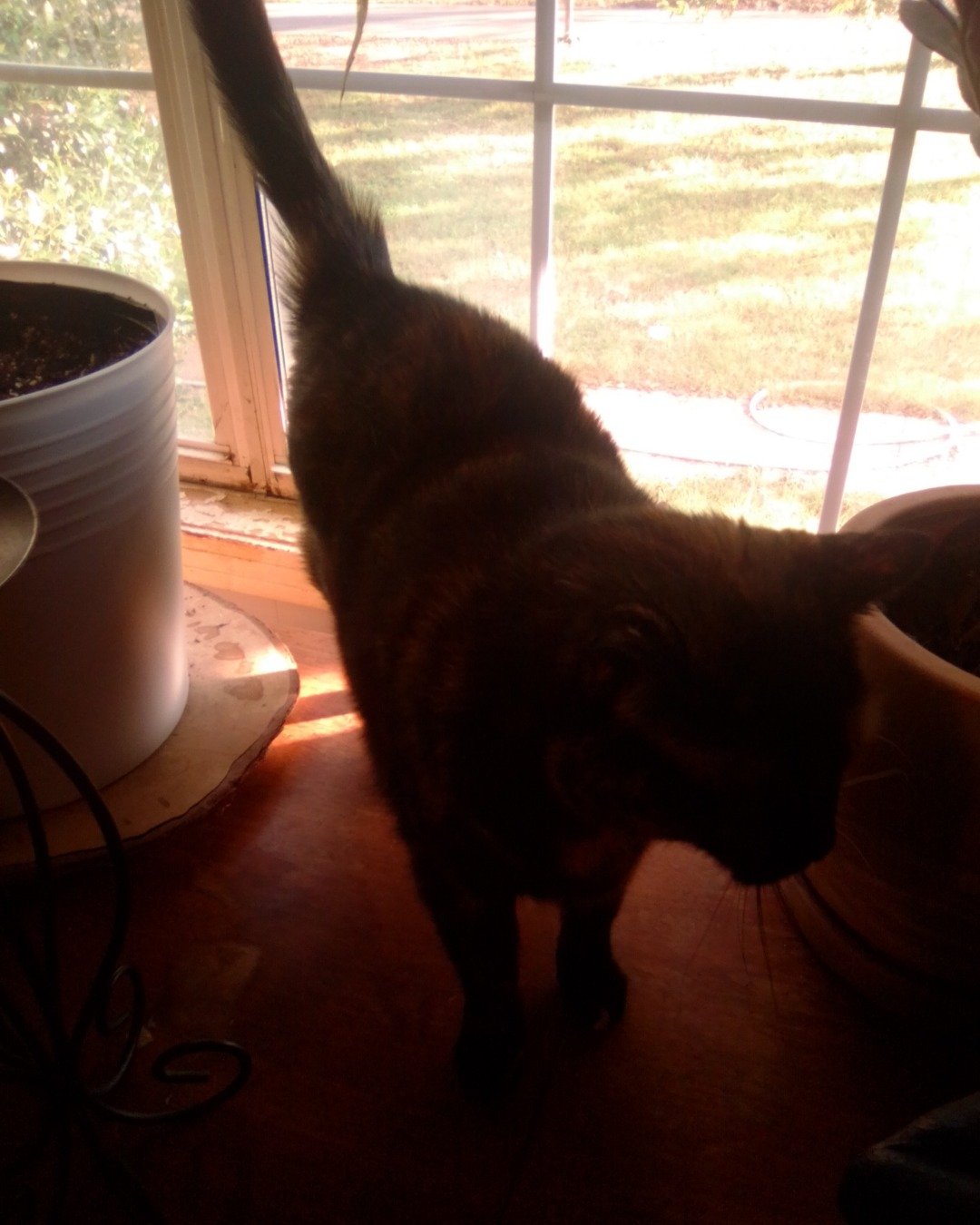 alora the tortoise cat. Plant, Potted Plant, Cat