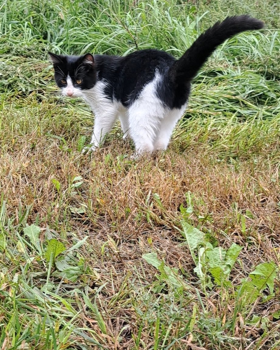 Bramble. Grass, Plant, Green, Lawn, Cat, Field