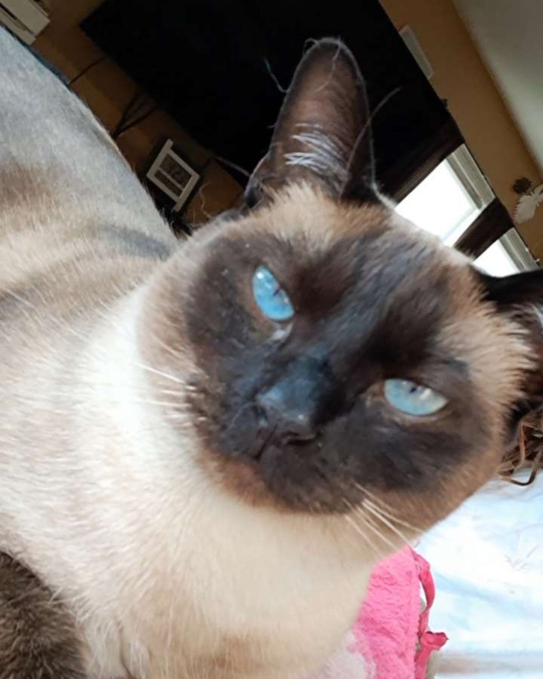 Luna🌙💫 (twin of Stella) the Siamese. Cat, Siamese