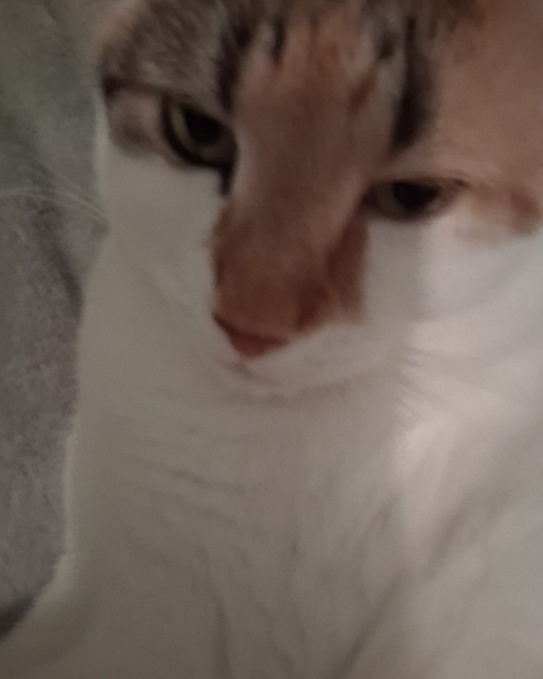 Callie the Calico maincoon. Cat, Kitten