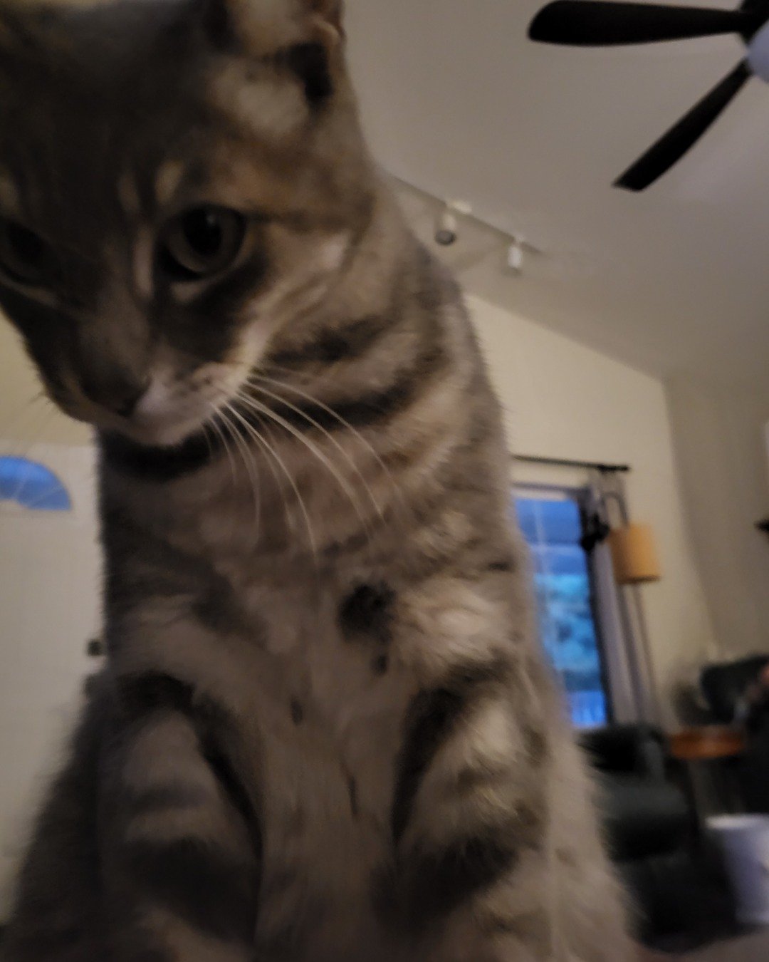Jack the Tabby. Cat, Kitten, Abyssinian