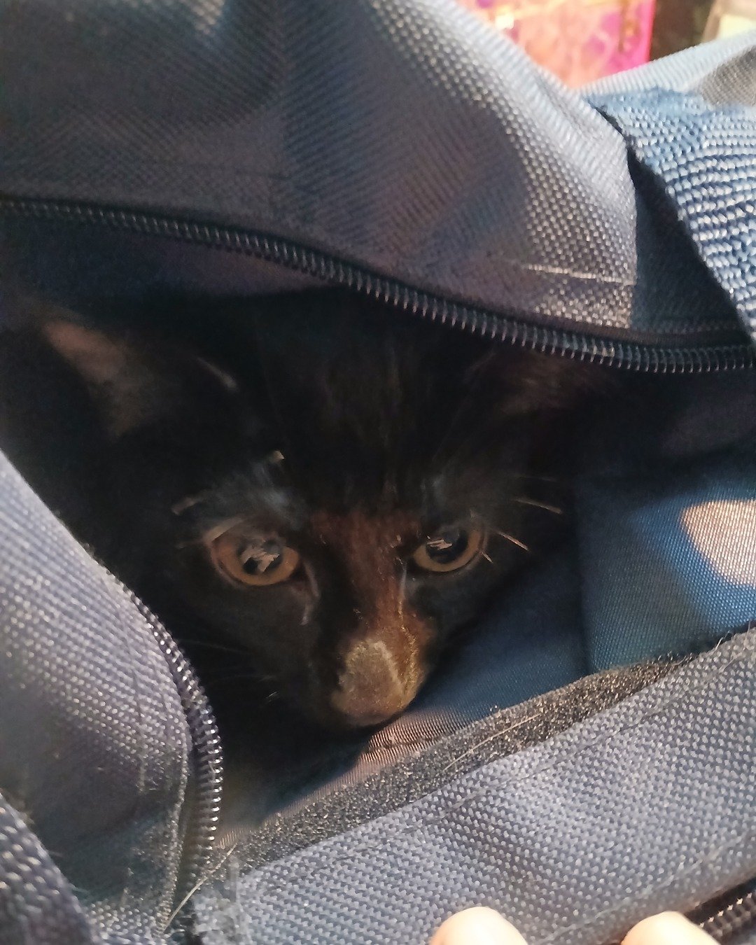 Enderchest the Shorthair Burmese cross. Cat, Kitten, Clothing, Pants, Blanket