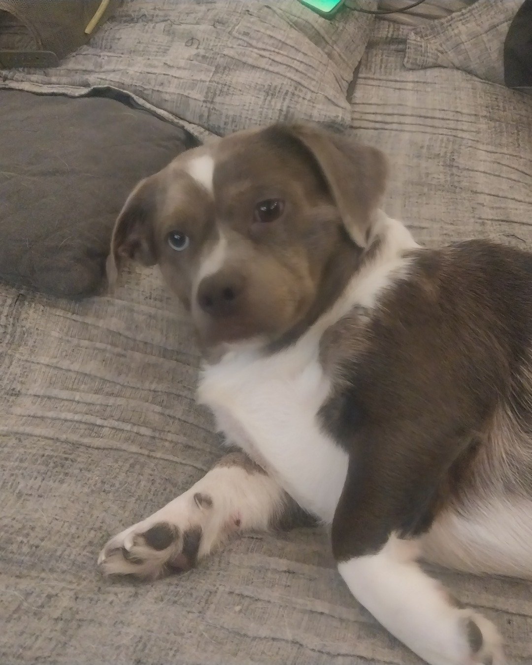 Dude the WennieHealer. Dog, Puppy, Couch, Furniture, Hound