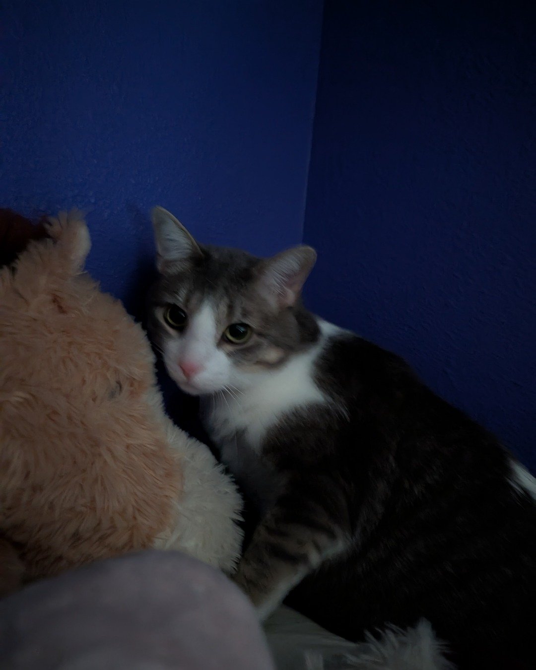 Loki. Cat, Kitten, Manx