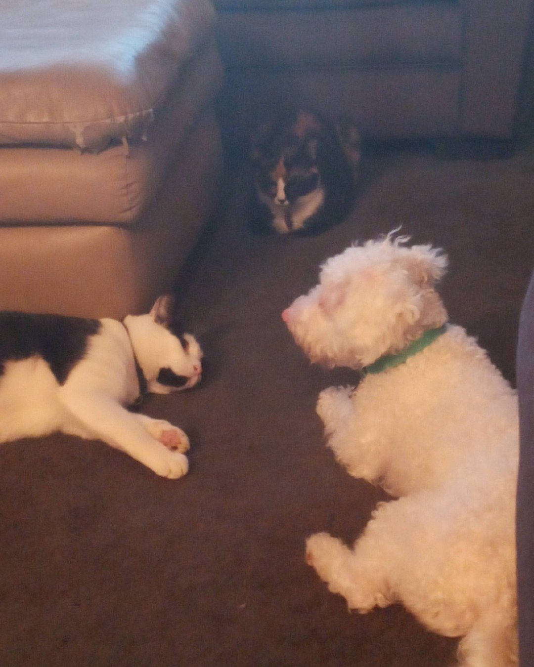 Ollie the Moltese/ miniature poodle. Dog, Puppy, Couch, Furniture, Architecture, Building