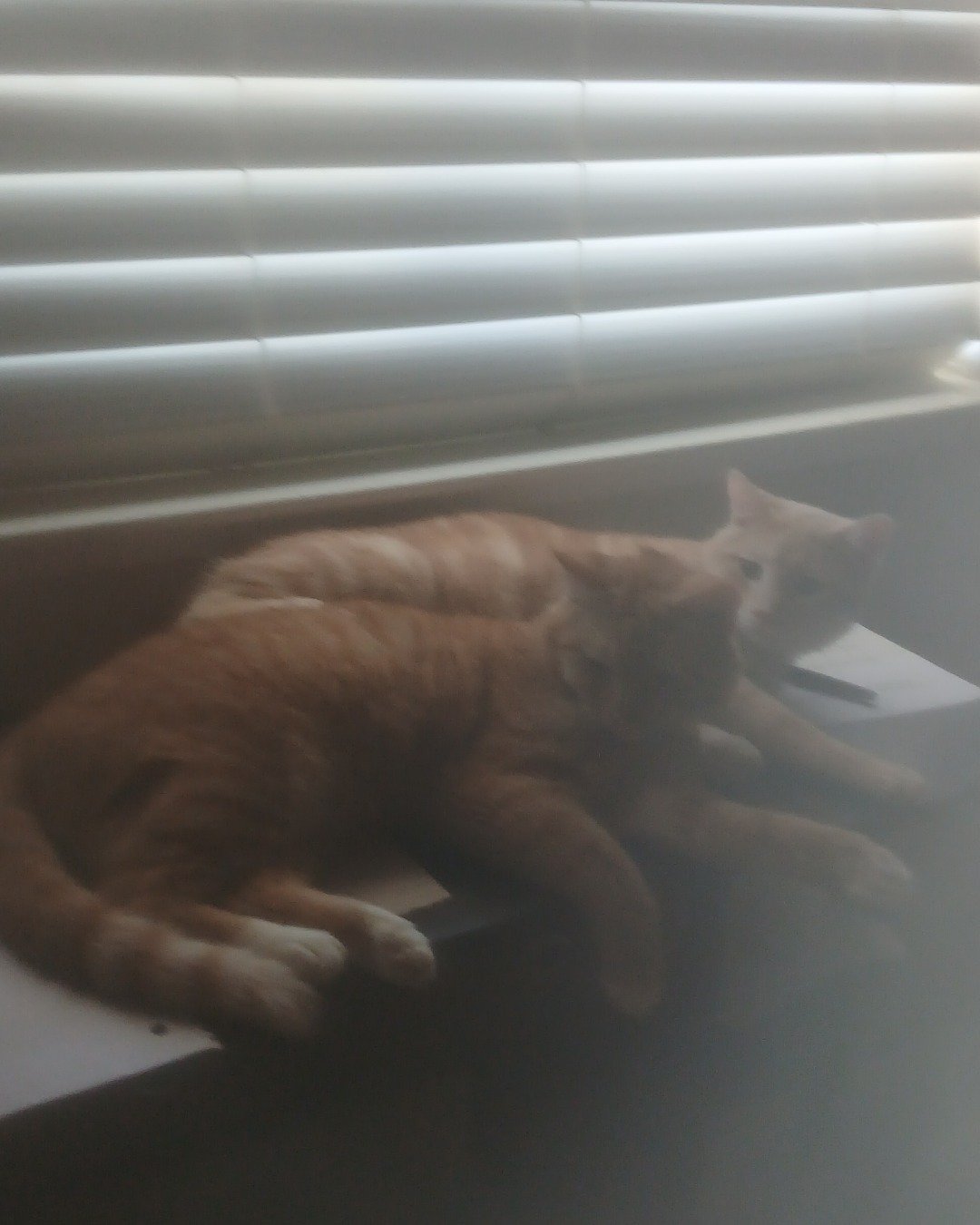 nacho & chester. Home Decor, Curtain, Window Shade, Cat, Manx, Kitten