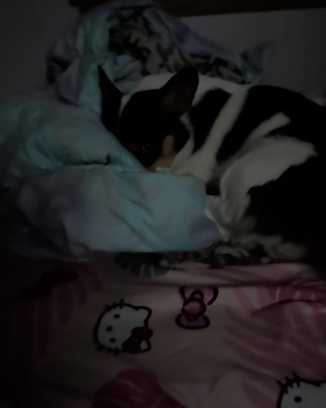 hazel the Paran Brook Corgi. Dog, Puppy, Blanket, Furniture, Person, Sleeping