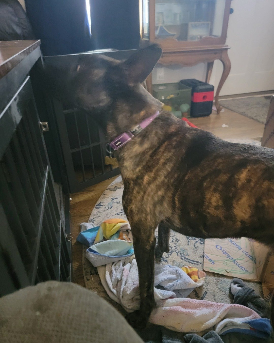 raya the Dutch shepherd. Indoors, Interior Design, Dog, Furniture, Box