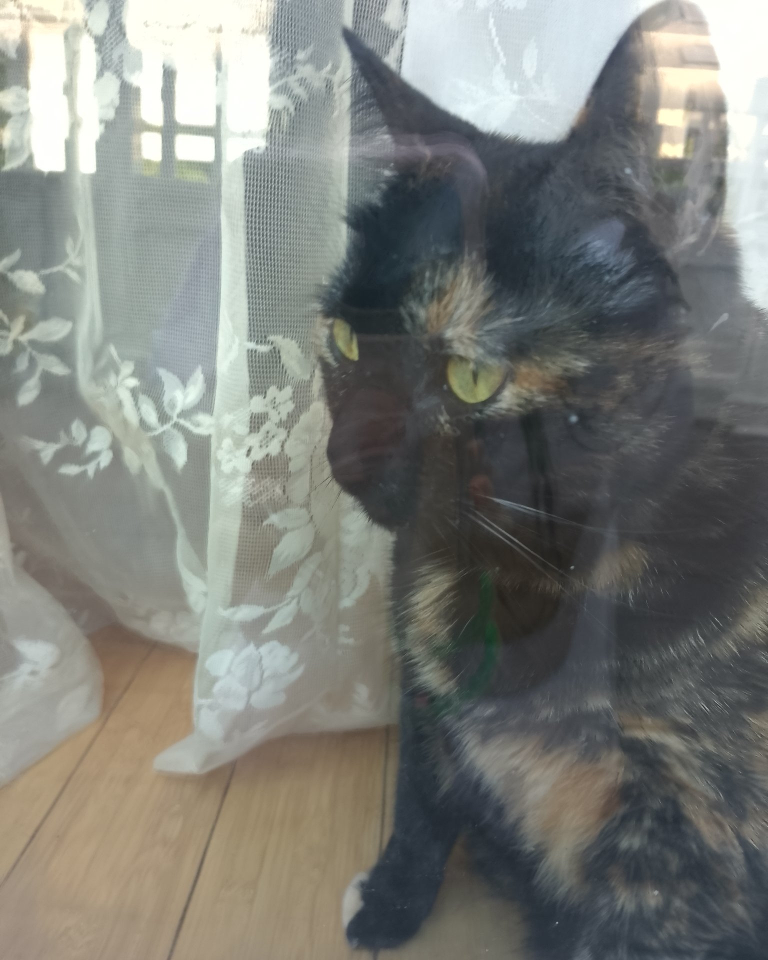 Candy (a.k.a. Angie) the American Shorthair. Cat, Curtain, Manx, Wood
