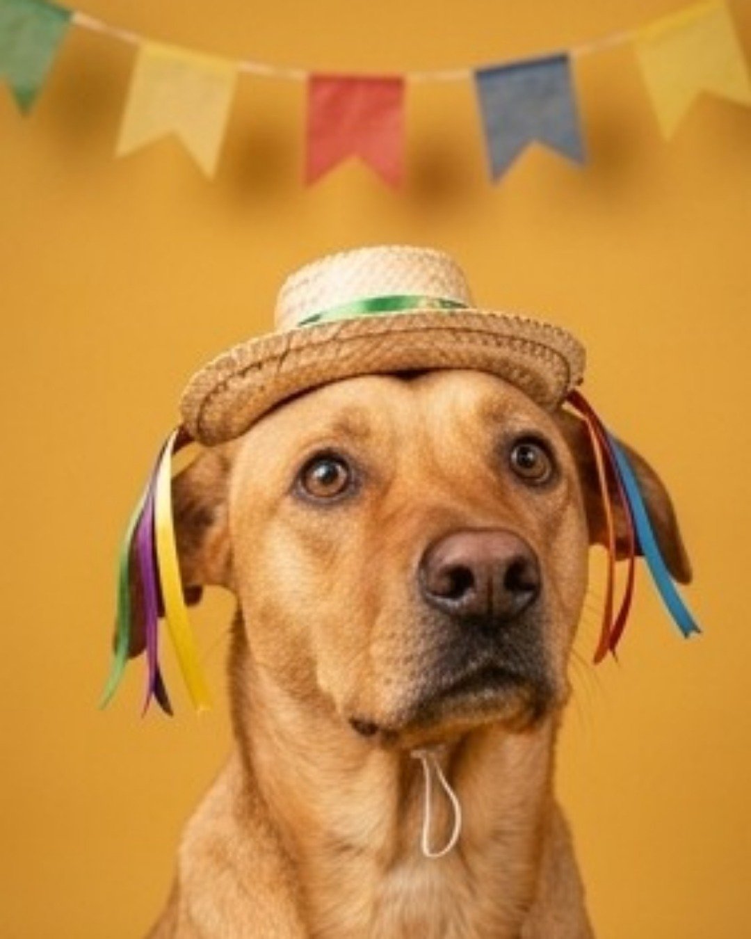 Manny the Mutt. Dog, Hound, Clothing, Hat, Labrador Retriever