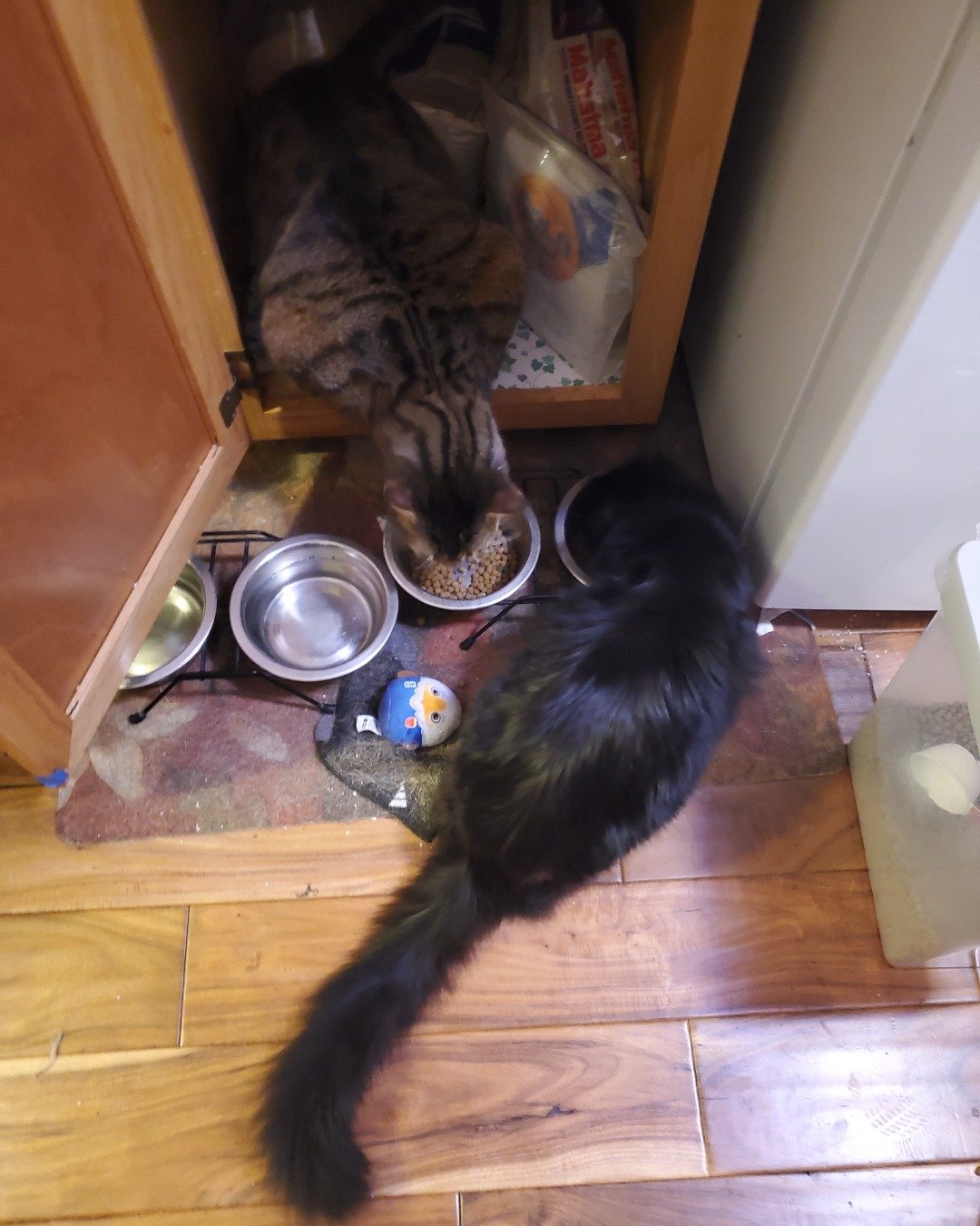 Leia Marie Johnson😊 the brown and black tabby cat. Wood, Hardwood, Drawer, Furniture, Closet, Cupboard